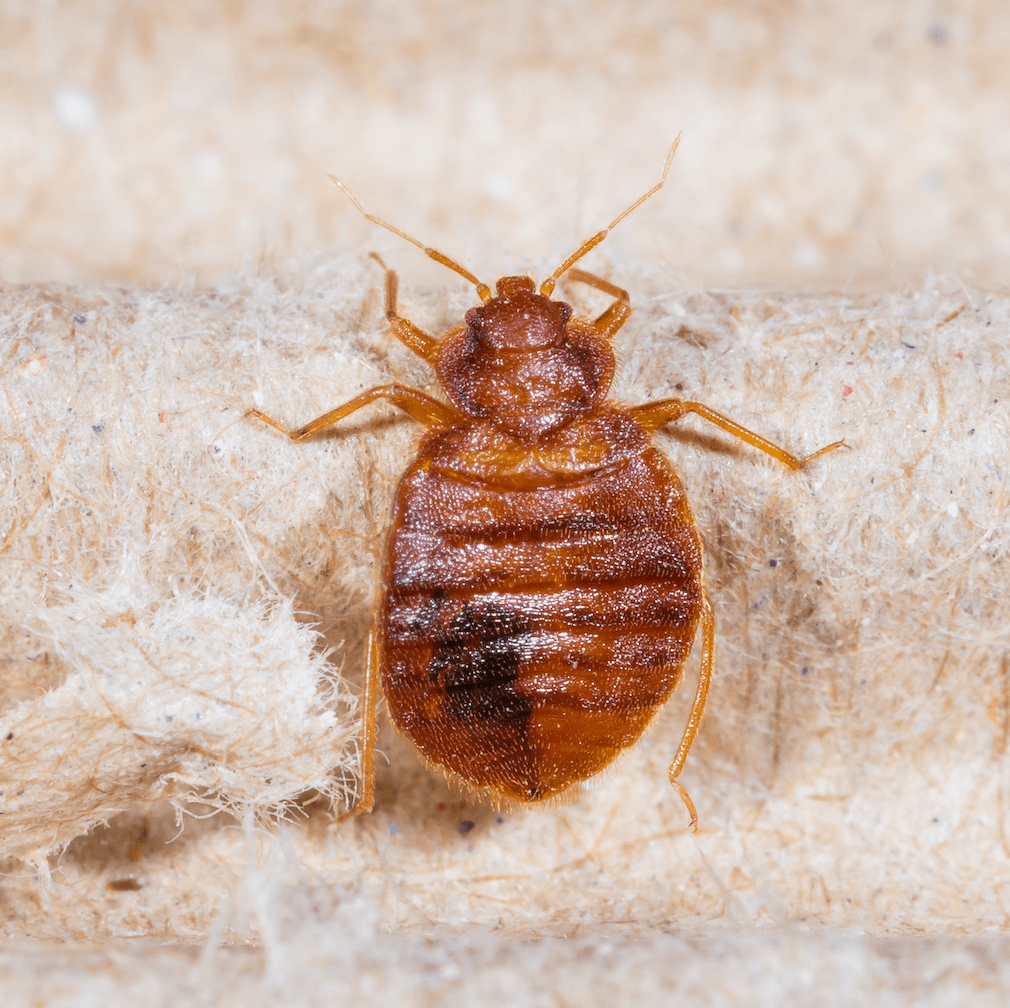 Close up bed bug